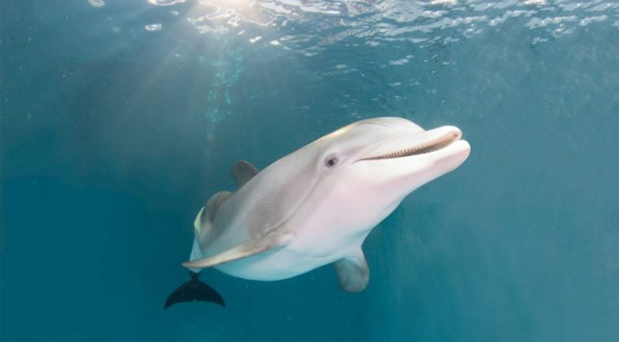 Muere Winter, la delfín discapacitada que inspiró el filme «Dolphin Tale»