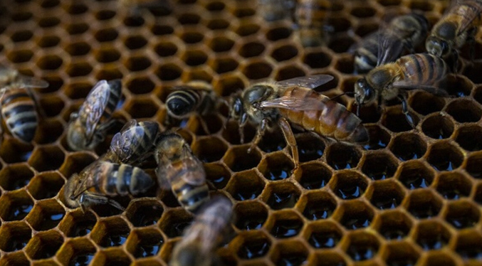 Miles de abejas son rescatadas tras permanecer 50 días bajo las cenizas del volcán la Palma
