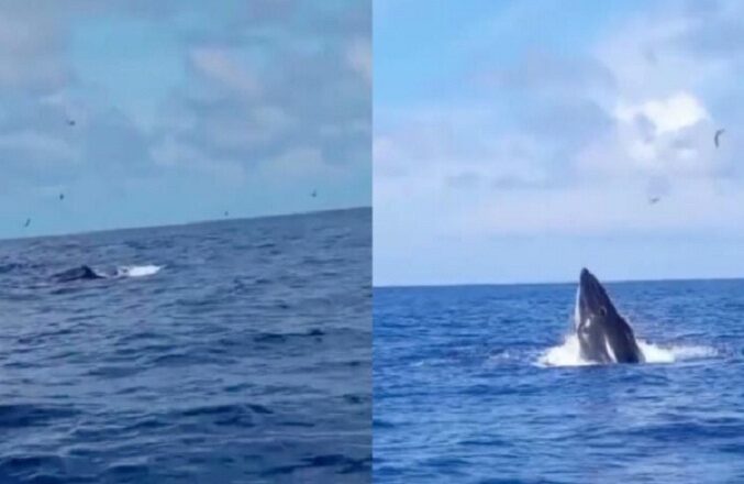 Pescador graba el momento en que aparece una ballena en las costas venezolanas (Video)