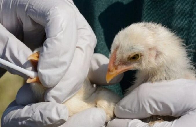 Brote de gripe aviar pone en alerta a Países Bajos y Alemania
