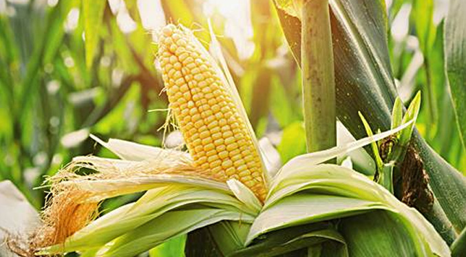 Productores del estado Portuguesa exigen aumento en el precio del maíz
