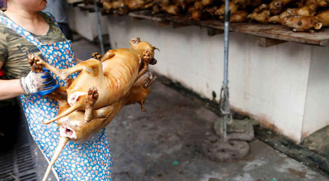 Corea del Sur considerara la posibilidad de prohibir el consumo de carne de perro