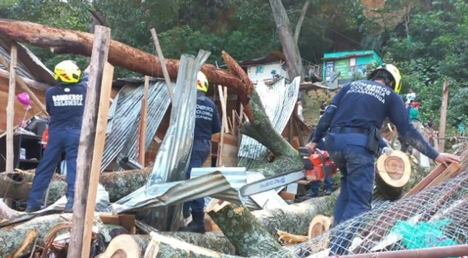 Dos venezolanos mueren por caída de un árbol de 30 metros en Colombia (Video)