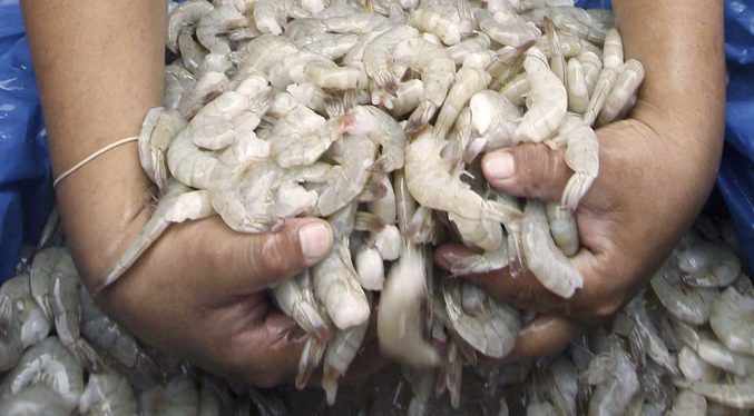 Zulia, entre los Estados con mayor producción de camarones