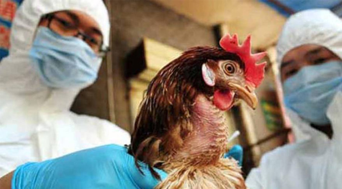 Expertos advierten sobre una posible pandemia de gripe aviar en el 2022