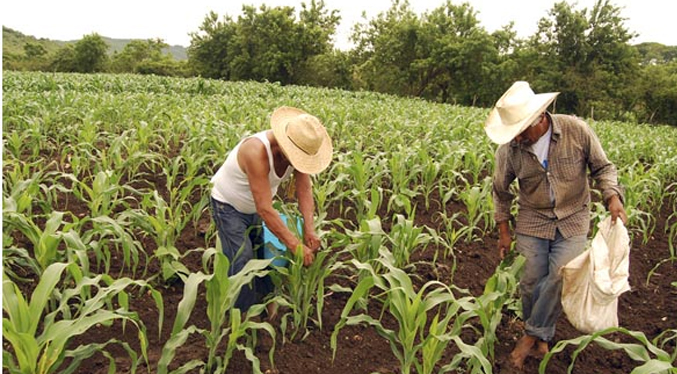 Fedeagro: Casi la mitad de la producción de maíz del ciclo fue sembrada en Portuguesa