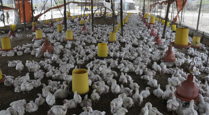 Lorenzo Monasterios: En Lara habían 270 granjas avícolas y actualmente solo funcionan 36