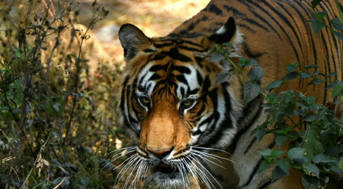Nepal inicia el censo de sus tigres de Bengala, en peligro de extinción