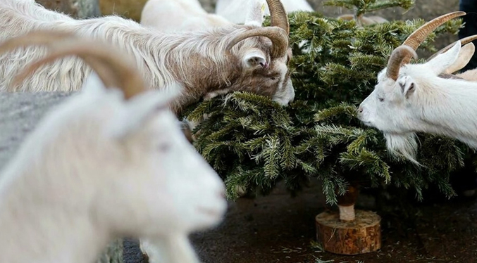 Londinenses usan cabras para reciclar árboles de Navidad