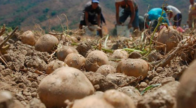 Productores venezolanos alertan que cultivo de papas está a punto de desaparecer