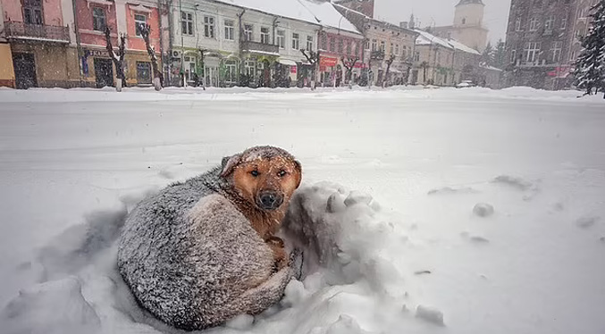 Una niña sobrevive a una tormenta de nieve en Rusia gracias a un perro callejero