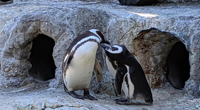 Más de 60 de pingüinos mueren en un zoológico británico por un brote de malaria aviar