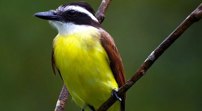 Provita promueve campaña contra el tráfico ilegal de aves silvestres