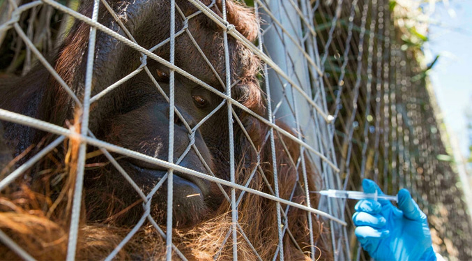 Zoológico en Chile comienza a vacunar a animales contra el COVID-19