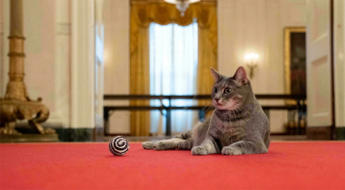 Los Biden llevan a un gato a la Casa Blanca