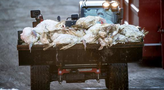 Italia sacrifica 18 millones de aves de corral por gripe aviar