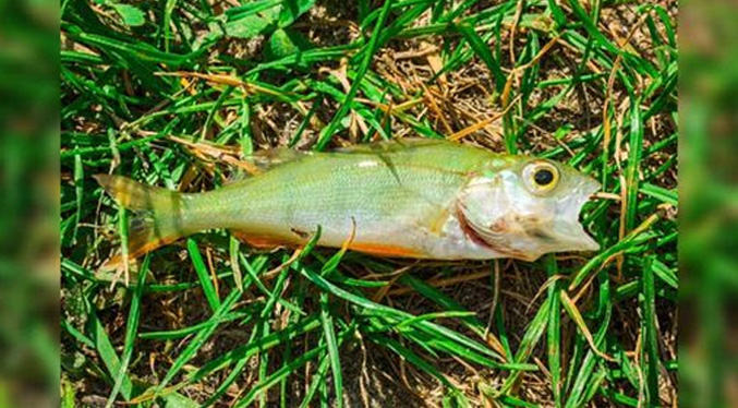 Inusual lluvia de peces sorprende a vecinos de pueblo en Texas