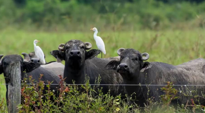 Crece la cría de búfalos en Venezuela