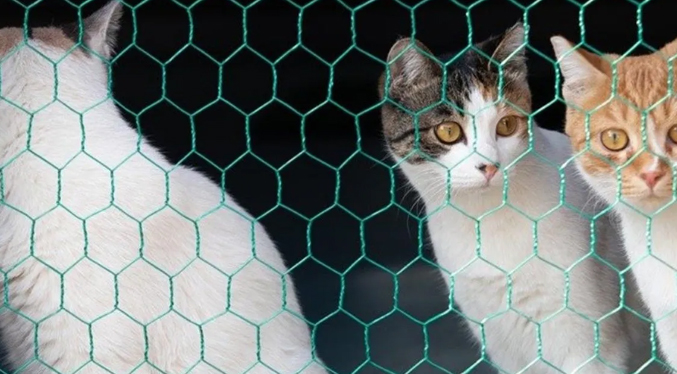 Detienen a mujer en EEUU por mantener hacinados 52 gatos en «condiciones miserables»