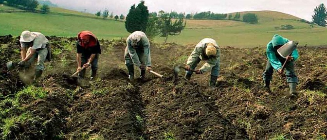 ONU implementa en Venezuela proyectos para producción de insumos agrícolas