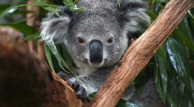 Australia declara los koalas como especie «en peligro» en su costa oriental