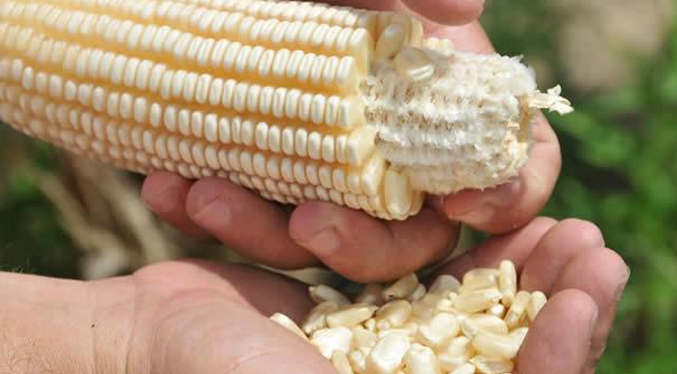 Venmaíz compra la totalidad de la cosecha nacional de maíz blanco