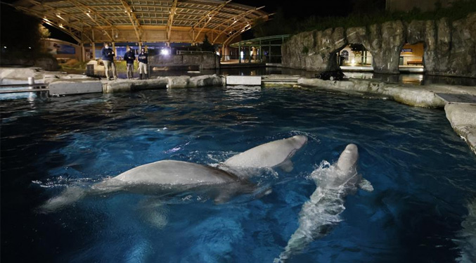 Fallece la segunda de 5 ballenas traídas de Canadá a Connecticut