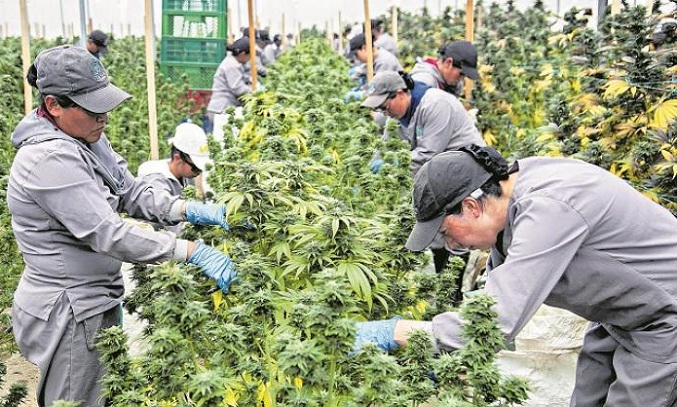Colombia regula uso industrial del cannabis en alimentos, bebidas y textiles