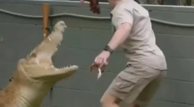 Hijo del “cazador de cocodrilos” fue atacado por un reptil gigante