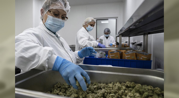 Exgobernantes israelíes impulsan marihuana medicinal