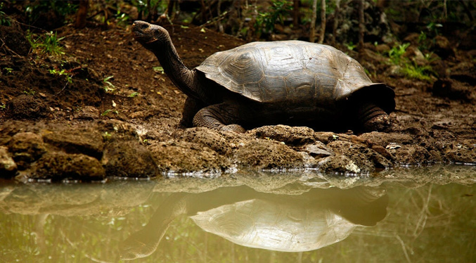 Un estudio de ADN revela que hay una nueva especie de tortuga gigante en Galápagos