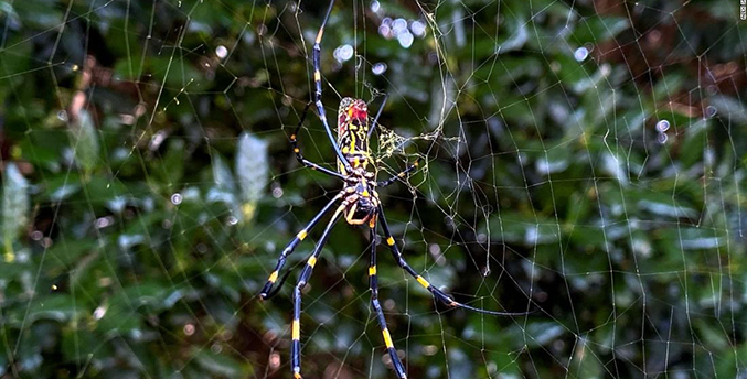 Los científicos avisan que “lloverán” arañas gigantes en primavera