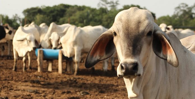 Fedenaga: Fiebre aftosa en ganado venezolano dificulta su exportación