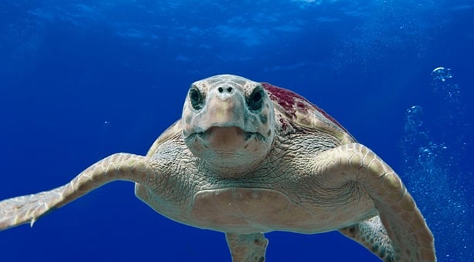 Liberara una tortuga en peligro de extinción en Isla de Toas (Video)