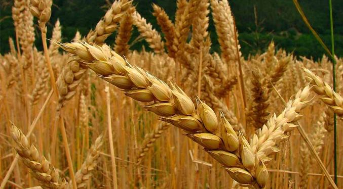 Advierten que guerra en Ucrania impactaría oferta de trigo y maíz