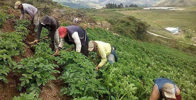 Gremio agropecuario pide revisar productos que entran por la frontera para evitar cosechas contaminadas