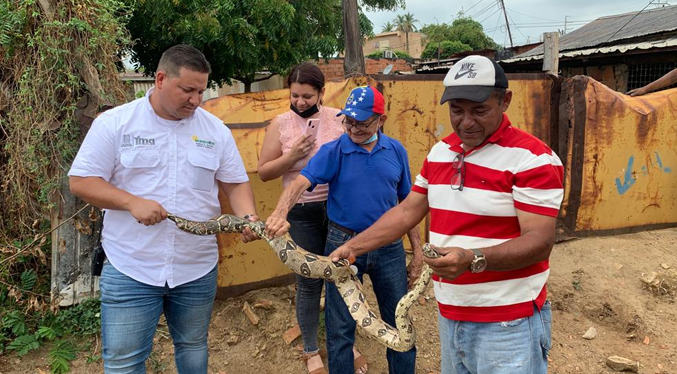 Encuentran veinte serpientes tragavenados durante el Plan de Limpieza de Cañadas de Maracaibo