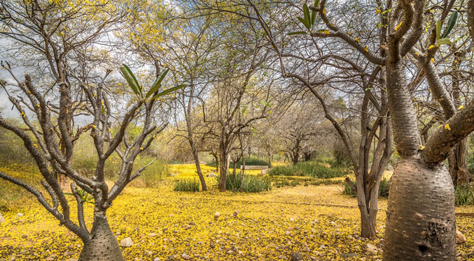 El Jardín Botánico está listo para recibir el regalo de la naturaleza más esperado en Maracaibo