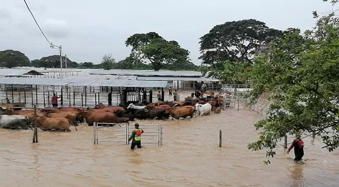 Productores junto a militares tratan de salvar las reses en el Sur del Lago