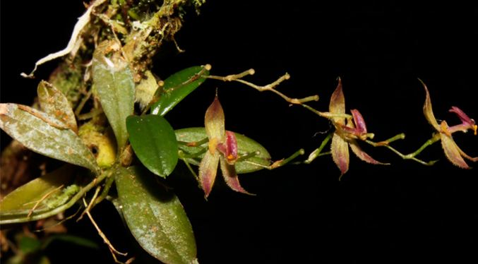 Descubren seis nuevas especies de orquídeas en la selva de Perú