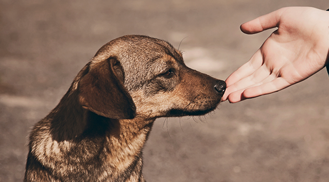 El refugio AnimalGea requiere de nuestra ayuda para alimentar más de 40 perros rescatados