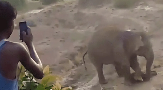 Elefante pisotea a un biólogo colombiano hasta causar la muerte