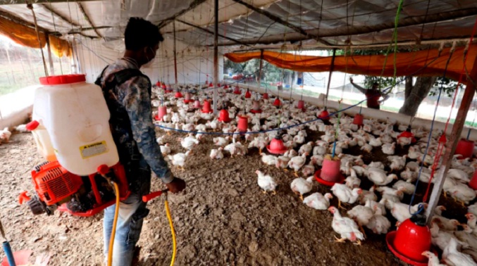 China detecta el primer caso humano de gripe aviar H3N8