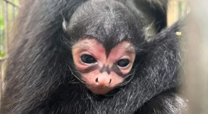 Nace mono araña con marcas de “Batman” en el zoo de Florida (Video)