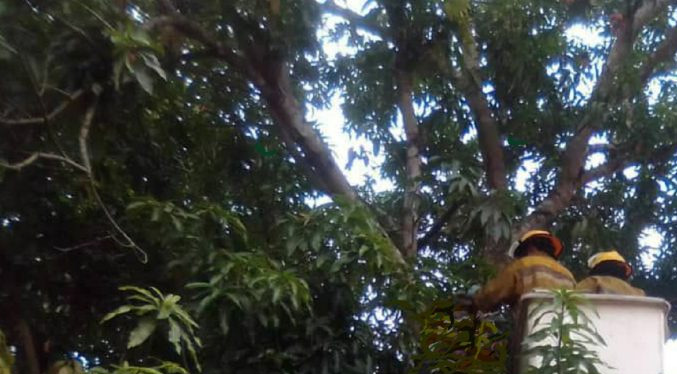Adolescente muere electrocutado al intentar tumbar mangos en Carabobo