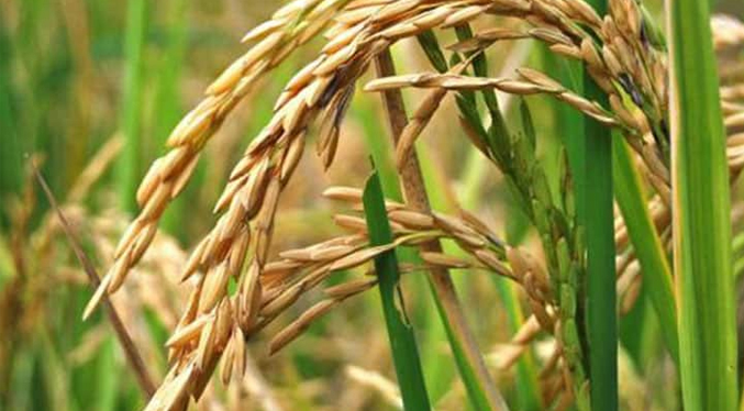 Fedeagro estima que la producción de arroz en Venezuela crezca este año un 66,6 %