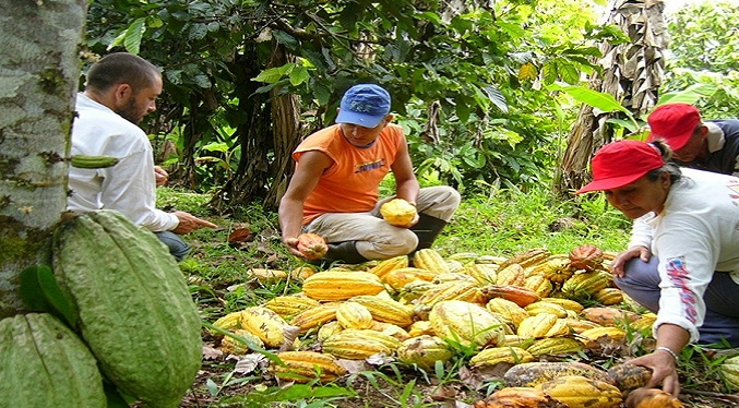 Cacaoteros esperan aumentar la producción en Venezuela