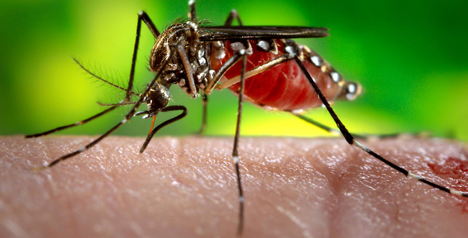 Sociedad de Infectología: El escenario es conveniente para aumento de dengue, chikungunya y zika