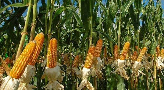Más de 200 mil hectáreas de maíz pueden perderse por falta de inversión