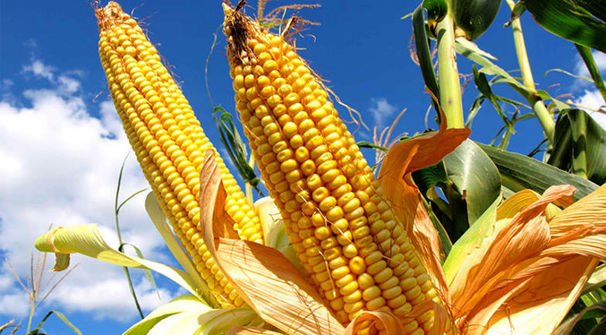 Alertan de fallas en fertilizantes para siembra de maíz